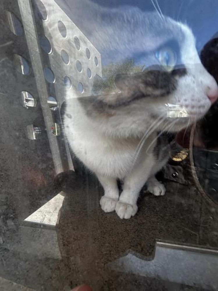 Shelter Stray Unknown Cat last seen Near BLOCK S ARABIAN WAY, WEST VALLEY CITY UT 84128, West Valley City, UT 84120