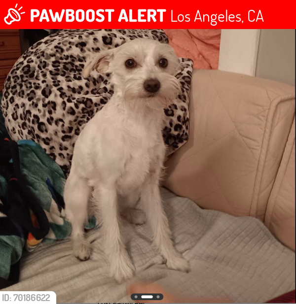 Lost Male Dog last seen Buchanan St & Ave 57 90042, Los Angeles, CA 90042
