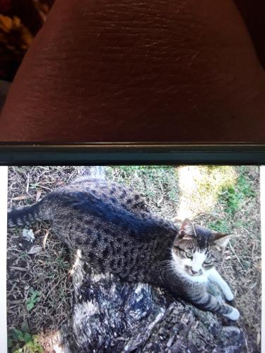 Lost Female Cat last seen Route 1 and Silveroak Drive, Port St. Lucie, FL 34952