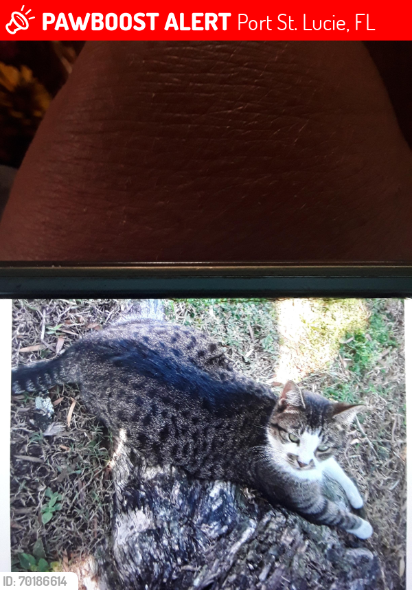 Lost Female Cat last seen Route 1 and Silveroak Drive, Port St. Lucie, FL 34952