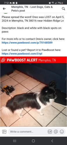 Lost Male Dog last seen Hidden Ridge Ln, Memphis, TN 38016