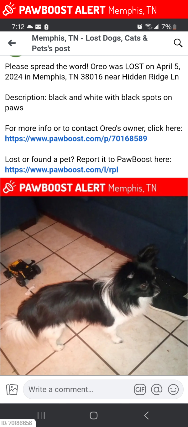 Lost Male Dog last seen Hidden Ridge Ln, Memphis, TN 38016