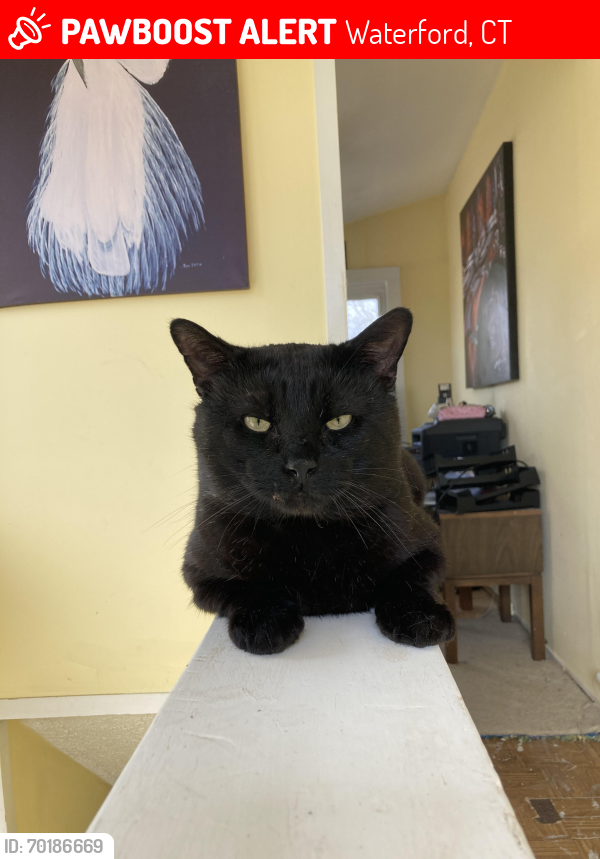 Lost Male Cat last seen Niantic River Rd Waterford Ct, Waterford, CT 06385