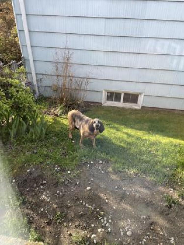 Shelter Stray Female Dog last seen Seattle, WA 98117, Seattle, WA 98119