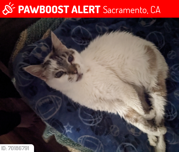 Lost Male Cat last seen Goes Parkway (95823), Sacramento, CA 95823