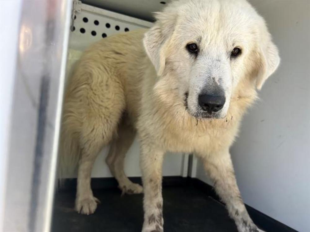 Shelter Stray Male Dog last seen Near BLK NEW SITNE RD, BAKERSFIELD, CA, Bakersfield, CA 93307