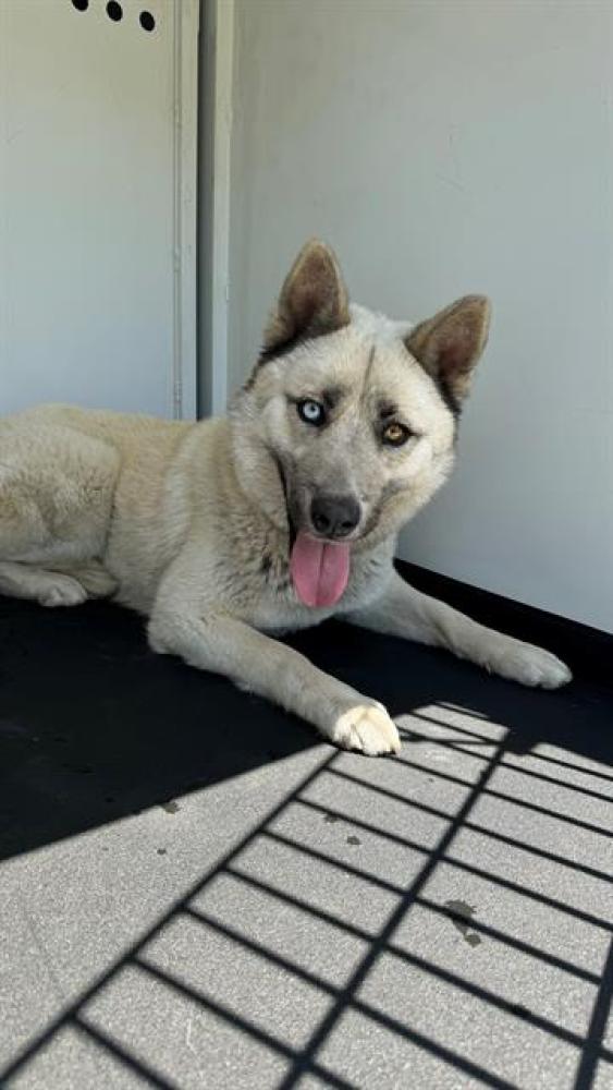 Shelter Stray Female Dog last seen Near BLK EAKINS DR, BAKERSFIELD, CA, Bakersfield, CA 93307