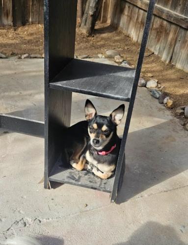 Lost Female Dog last seen 43rd ave and Crittenden , Phoenix, AZ 85019