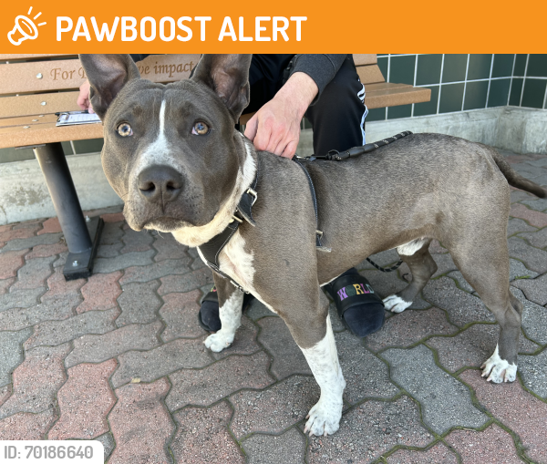 Found/Stray Male Dog last seen Near Arrow Rte, Rancho Cucamonga, Rancho Cucamonga, CA 91730