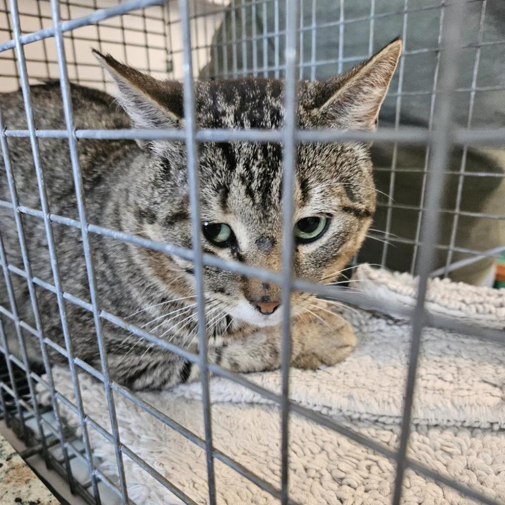 Shelter Stray Male Cat last seen , Dickinson, TX 77539