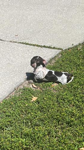 Lost Male Dog last seen Near w hillmoor ln , Beverly Hills, FL 34465
