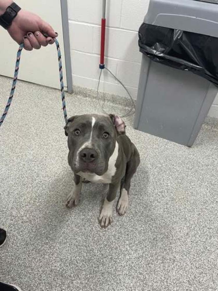 Shelter Stray Female Dog last seen Near Lyndale Ave, 21213, MD, Baltimore, MD 21230