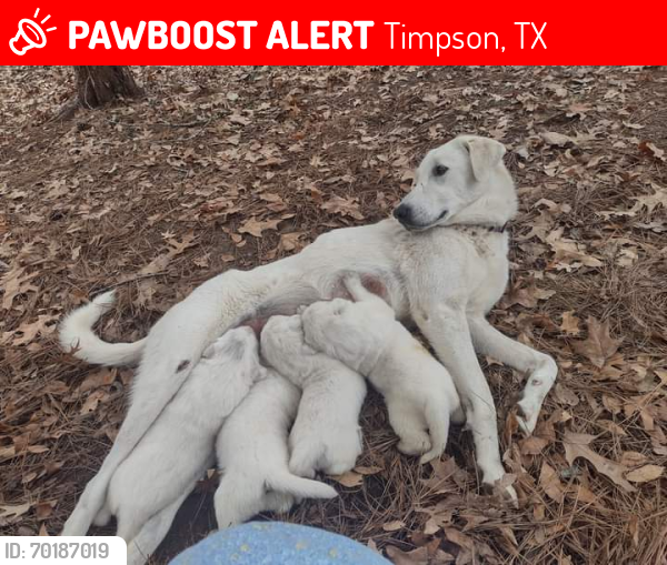 Lost Female Dog last seen Possibly up around 699 toward Center with our Great pyranees Benjamin., Timpson, TX 75975