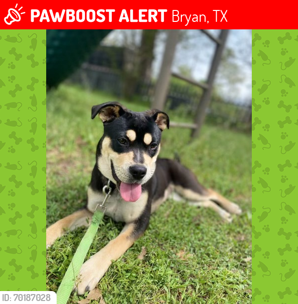 Lost Female Dog last seen Steven’s street, Bryan, TX 77803