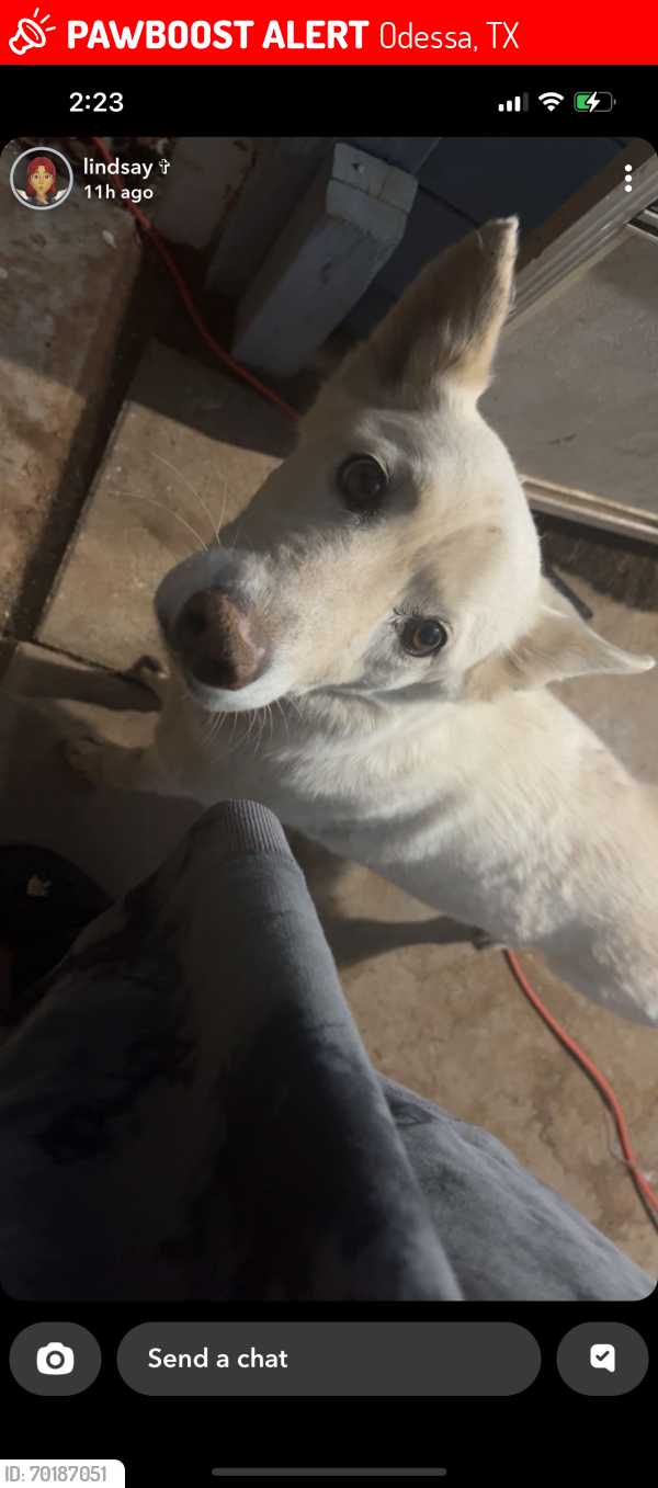 Lost Female Dog last seen West county / university , Odessa, TX 79763