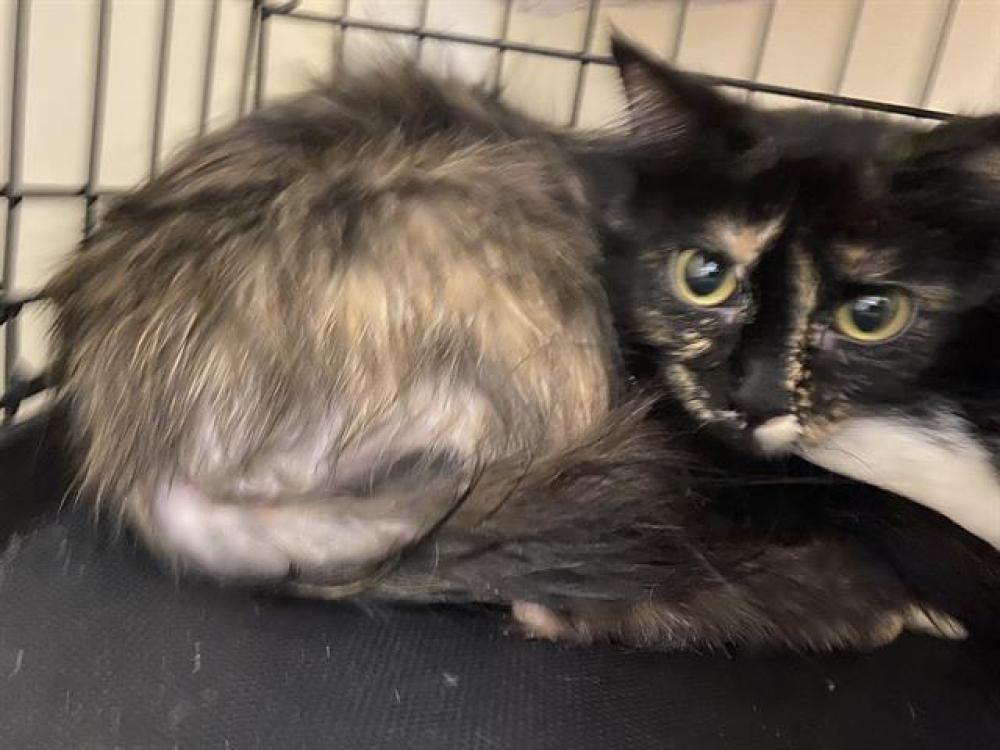 Shelter Stray Female Cat last seen Near BLOCK S 28TH ST, West Milwaukee, WI 53215