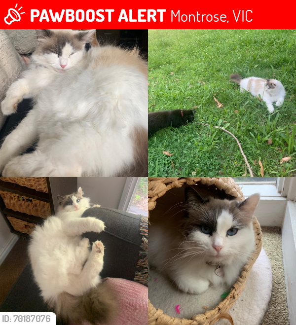 Lost Female Cat last seen Harrison road, Montrose , Montrose, VIC 3765