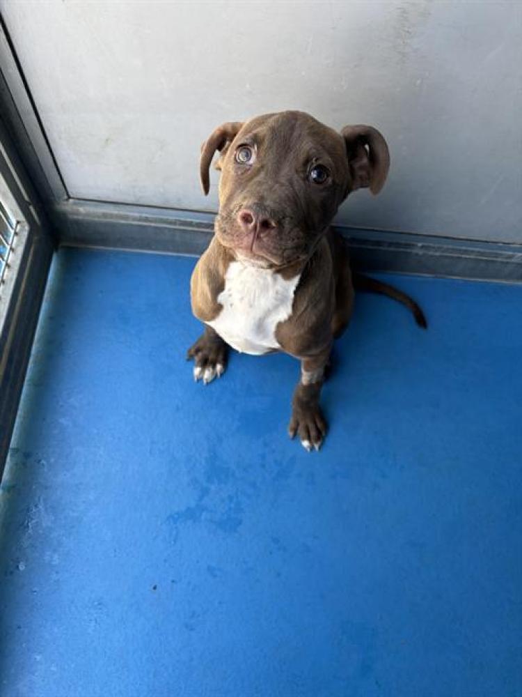 Shelter Stray Male Dog last seen ABANDOMENT AT SHELTER, Bakersfield, CA 93307