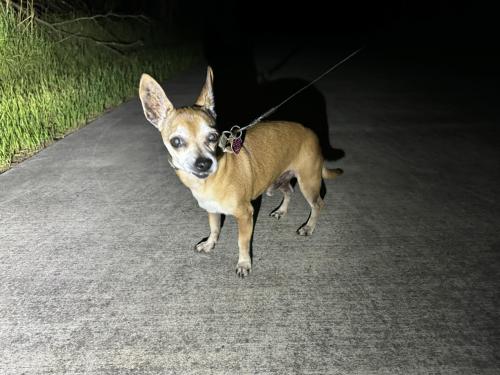 Lost Male Dog last seen S. Fannin Ave and Charnwood., Tyler, TX 75701