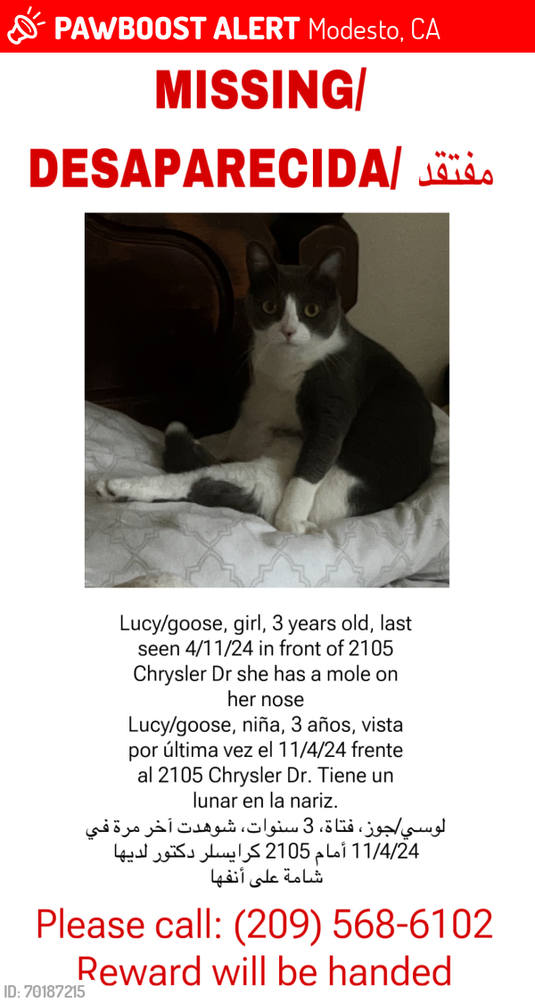 Lost Female Cat last seen muncy park, Modesto, CA 95350