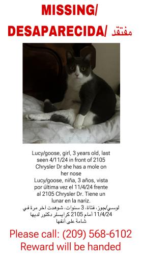 Lost Female Cat last seen muncy park, Modesto, CA 95350