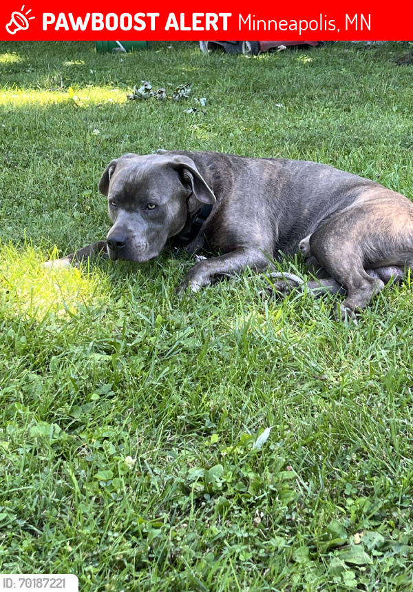 Lost Male Dog last seen 23rd and 4th, Minneapolis, MN 55411