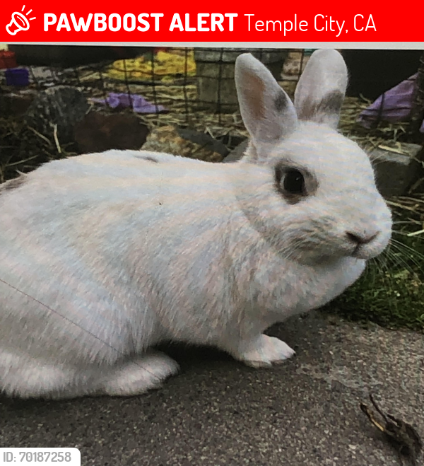 Lost Female Rabbit last seen Near Montebello and Arcadia CA , Temple City, CA 91780