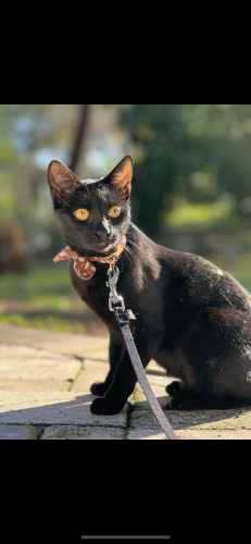 Lost Female Cat last seen Boardwalk apmts , Gainesville, FL 32608