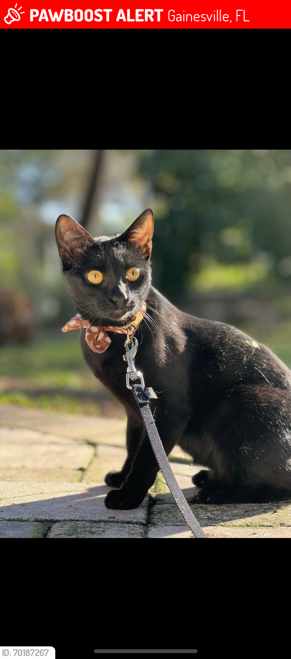 Lost Female Cat last seen Boardwalk apmts , Gainesville, FL 32608