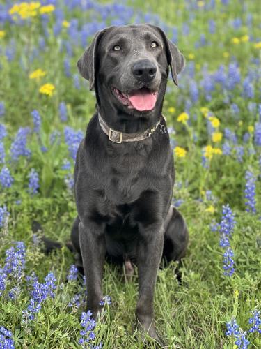 Lost Male Dog last seen Sorority row and  Depot , College Station, TX 77840