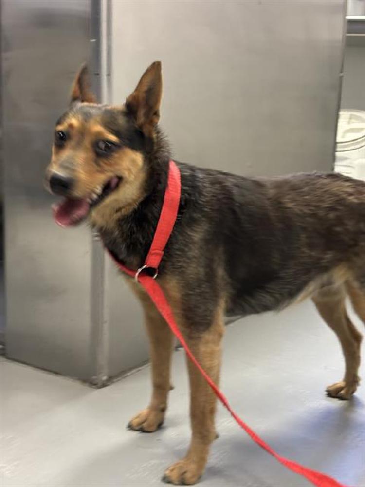 Shelter Stray Female Dog last seen ALLEN RD/HAGEMAN RD,BAKERSFIELD,CA, Bakersfield, CA 93307