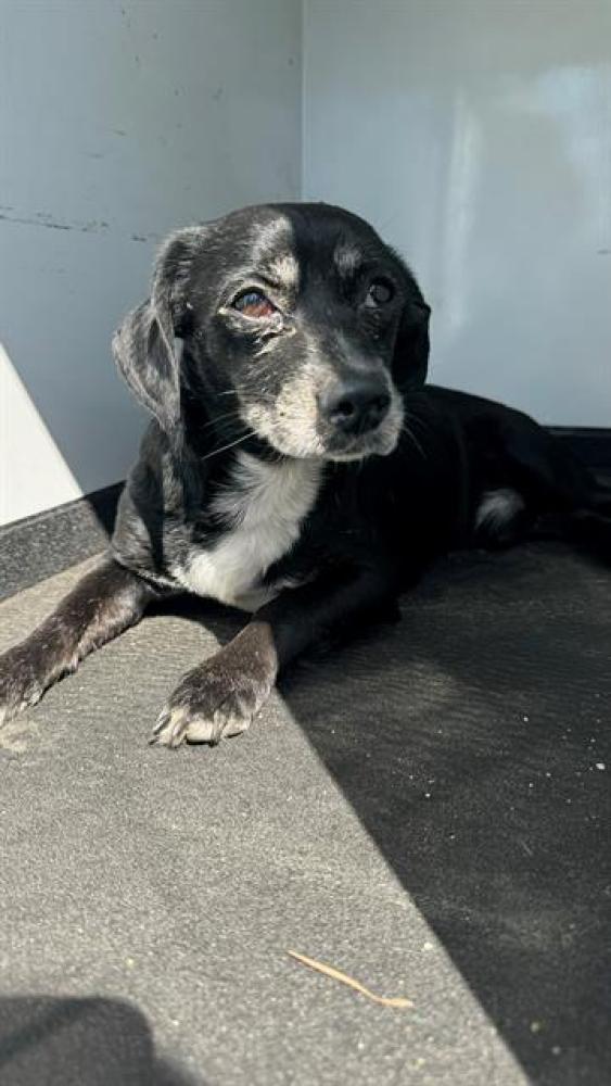Shelter Stray Male Dog last seen STINE RD/ MING AV, BAKERSFIELD, CA, Bakersfield, CA 93307