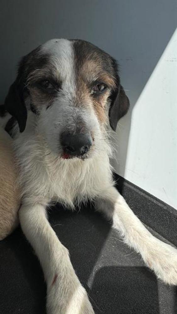 Shelter Stray Male Dog last seen STINE RD/ MING AV, BAKERSFIELD, CA, Bakersfield, CA 93307