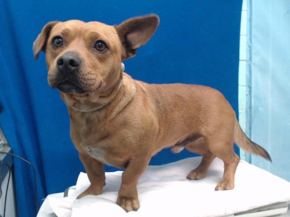 Shelter Stray Male Dog last seen , Gardena, CA 90248