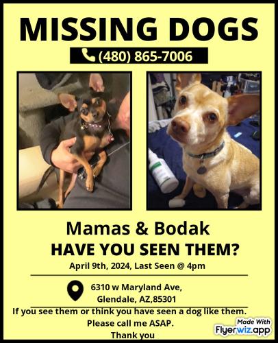 Lost Male Dog last seen 63rd ave & Maryland ave, Glendale, AZ 85301