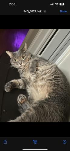 Lost Female Cat last seen 35th & major, Minneapolis, MN 55422