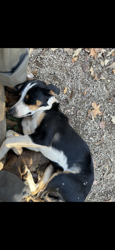 Lost Male Dog last seen Highway 5, Woodstock, AL 35188