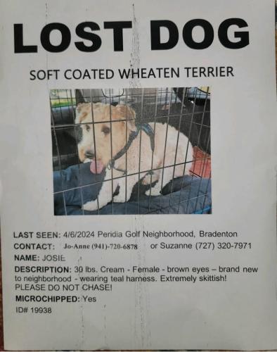 Lost Female Dog last seen Peridia Golf Neighborhood , Bradenton, FL 34205