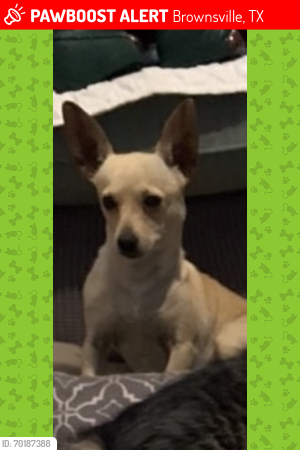 Lost Male Dog last seen Pompeii St/Venice or Pompeii/Rome, Brownsville, TX 78520