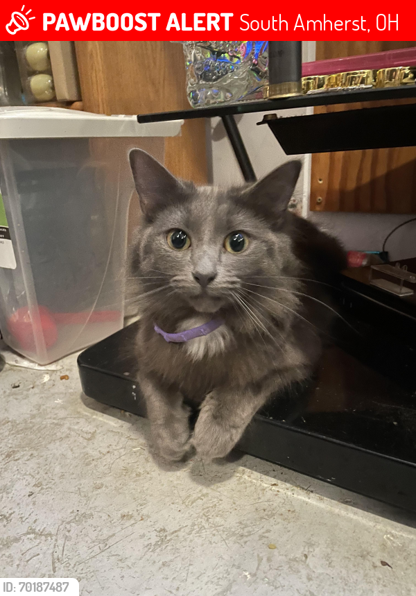 Lost Female Cat last seen Backyard, South Amherst, OH 44001