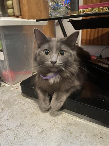 Lost Female Cat last seen Backyard, South Amherst, OH 44001