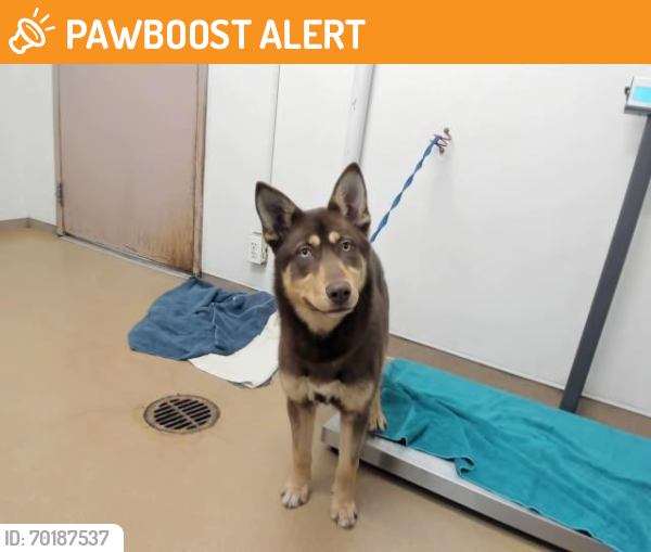 Shelter Stray Female Dog last seen SLEEPY HOLLOW, Hayward, CA 94544
