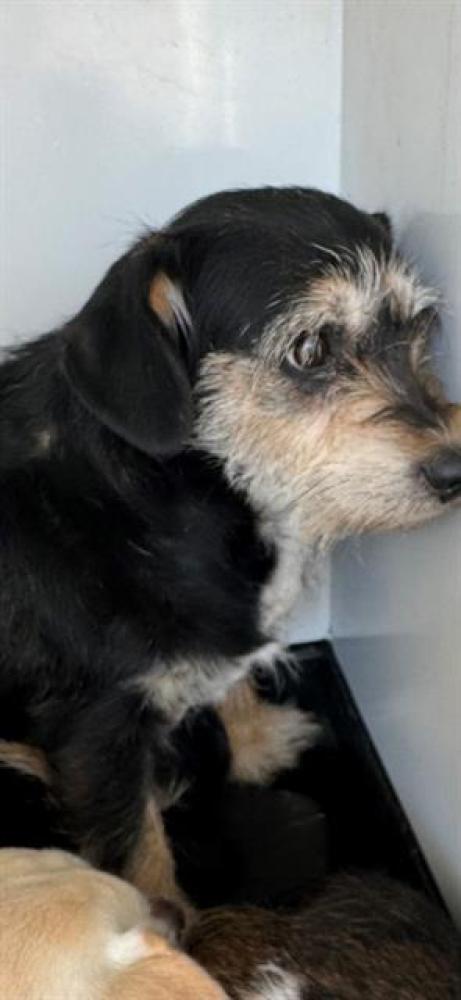 Shelter Stray Female Dog last seen STINE RD/ MING AV, BAKERSFIELD, CA, Bakersfield, CA 93307