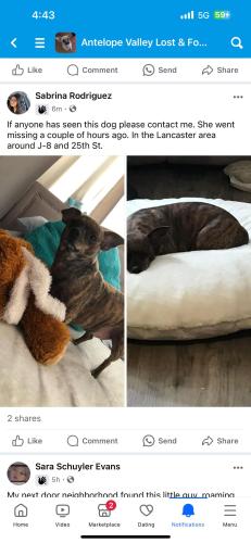 Lost Female Dog last seen 25th St W and J-8, Lancaster, CA 93536