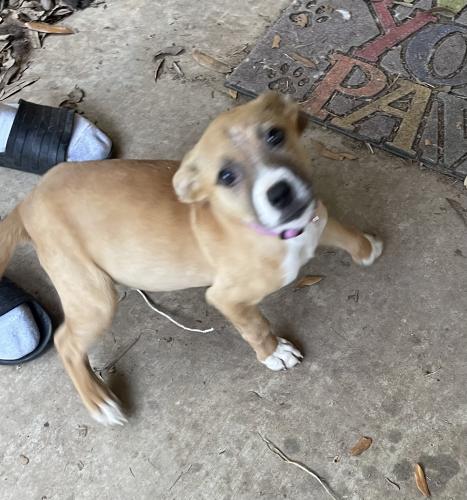 Found/Stray Female Dog last seen Near , Arlington, TX 76010