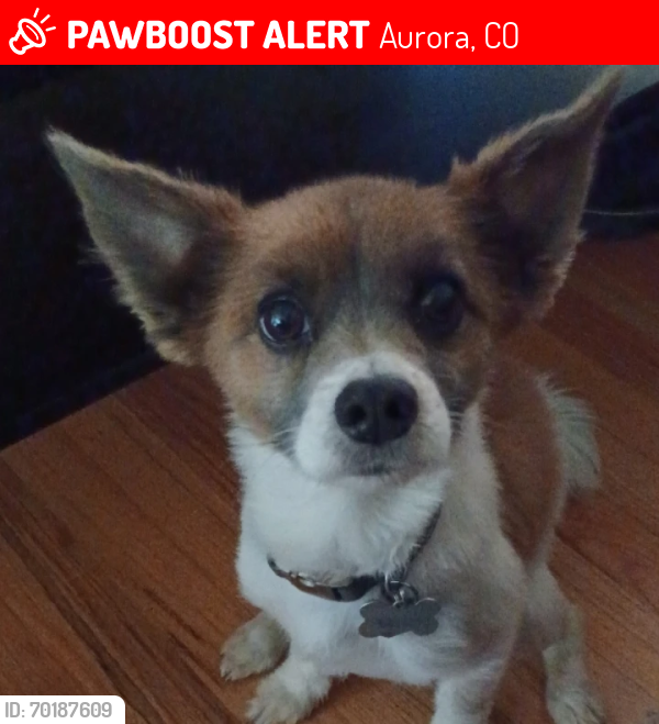 Lost Male Dog last seen sable and billings, Aurora, CO 80011