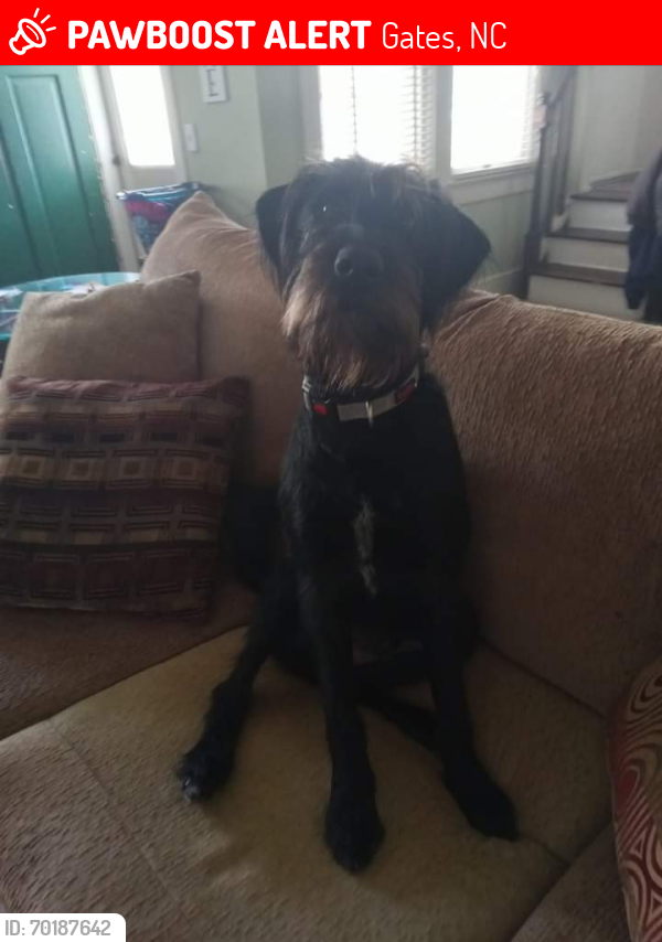 Lost Male Dog last seen Near Family Foods and Willeyton Rd, Gates, NC 27937