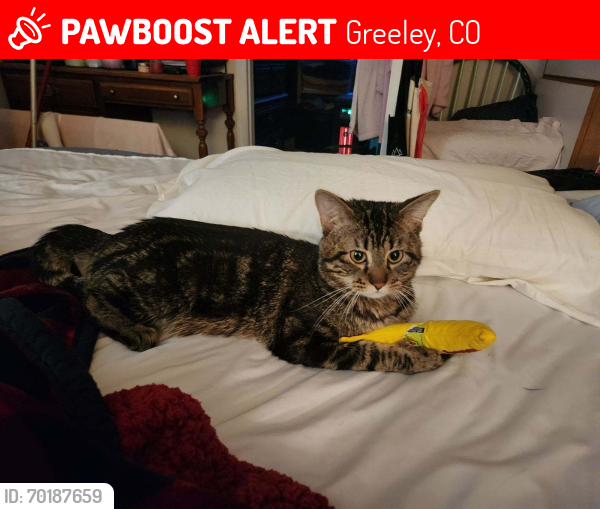 Lost Male Cat last seen 49th st And 47th ave in Greeley , Greeley, CO 80634