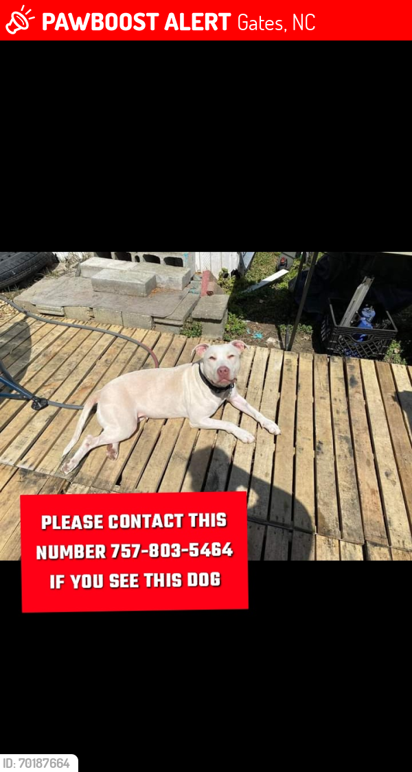 Lost Female Dog last seen Near Family Foods and Willeyton Rd, Gates, NC 27937