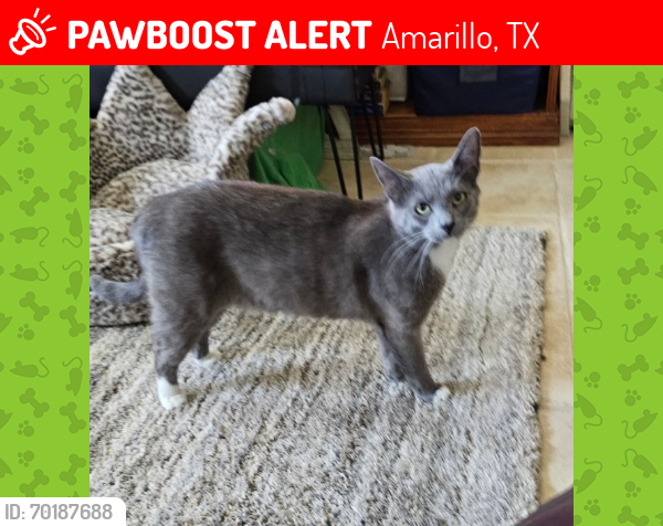 Lost Male Cat last seen Near SW 6th Ave, Amarillo, Tx        P.e.t.s. Clinic Of Amarillo, Amarillo, TX 79106